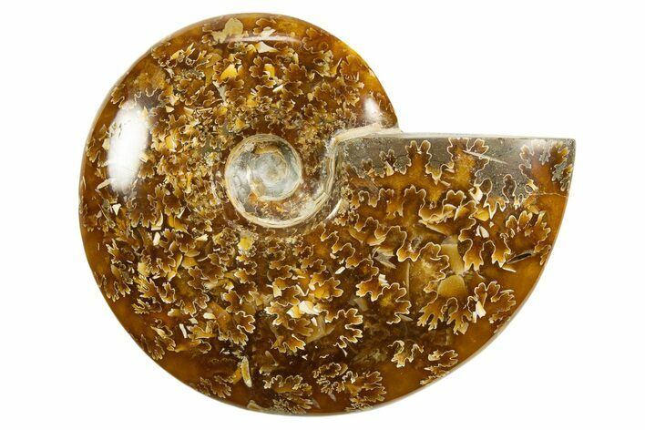 Polished Ammonite (Cleoniceras) Fossil - Madagascar #339215